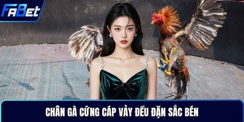 Chân gà cứng cáp vảy đều đặn sắc bén